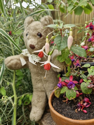 Sweet vintage bear likely - sweet, bear,